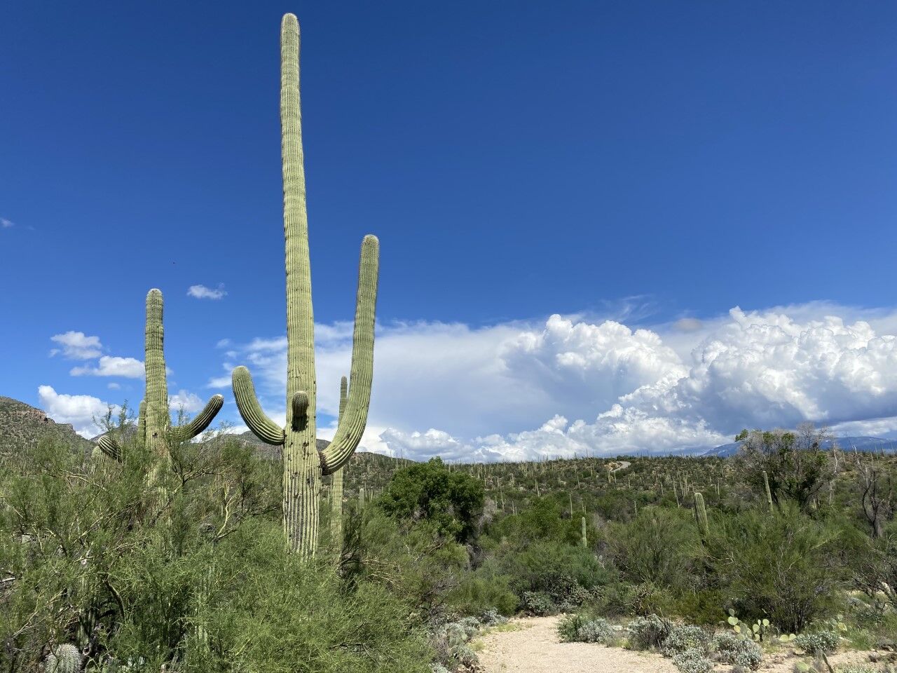 Sabino Canyon (le)